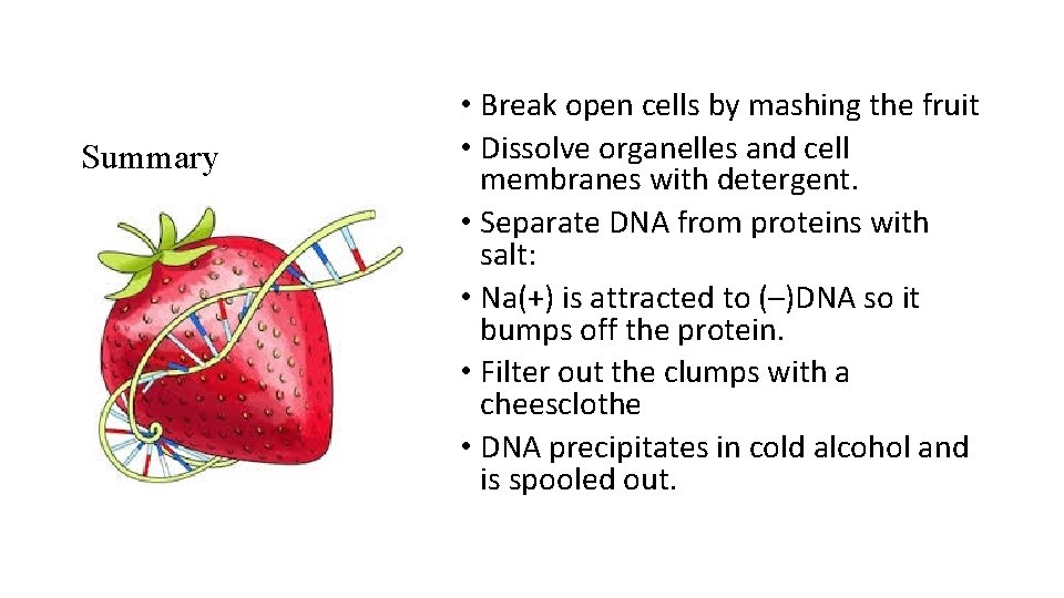 Summary • Break open cells by mashing the fruit • Dissolve organelles and cell