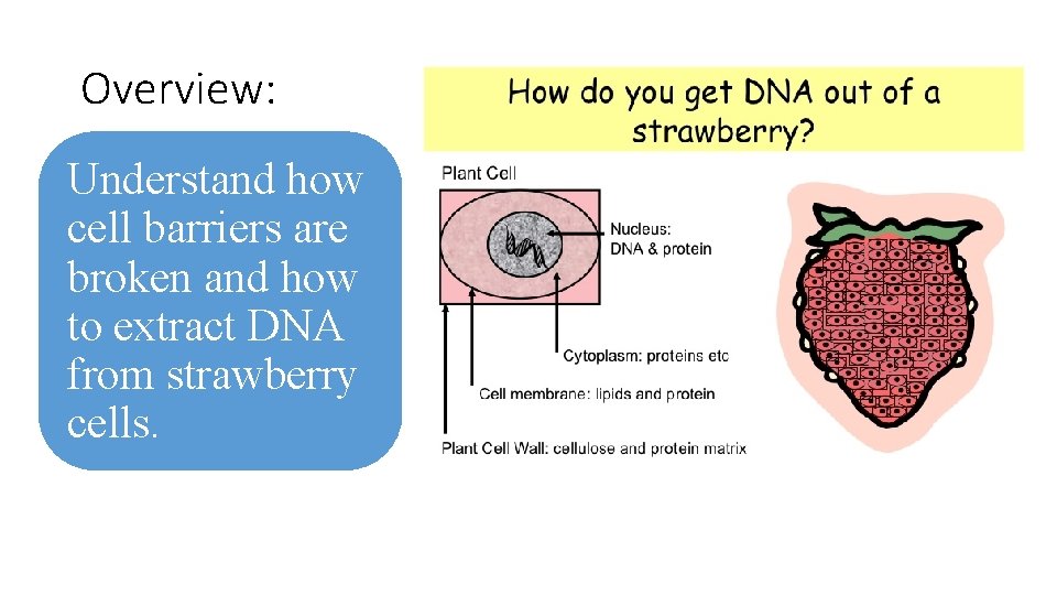 Overview: Understand how cell barriers are broken and how to extract DNA from strawberry