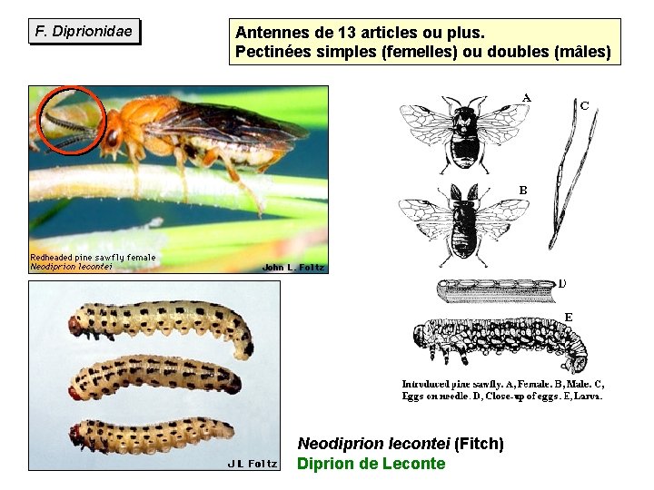 F. Diprionidae Antennes de 13 articles ou plus. Pectinées simples (femelles) ou doubles (mâles)