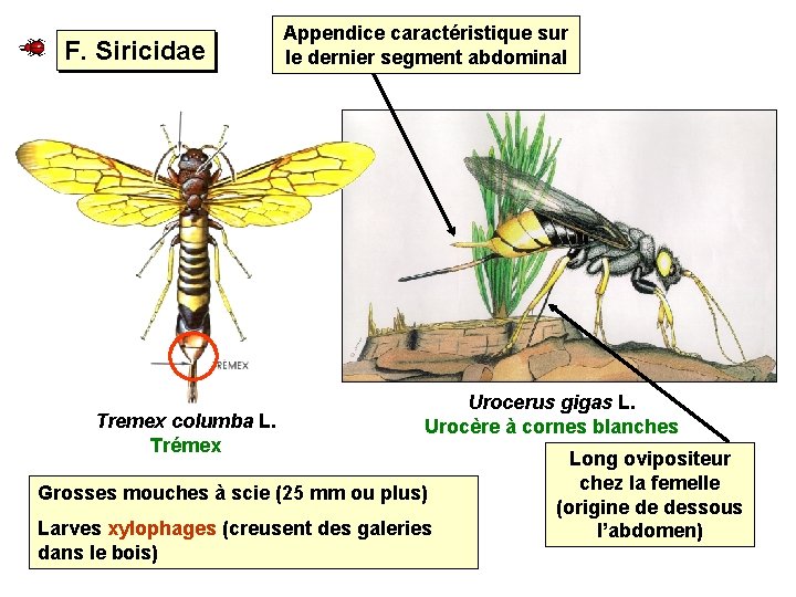 F. Siricidae Tremex columba L. Trémex Appendice caractéristique sur le dernier segment abdominal Urocerus