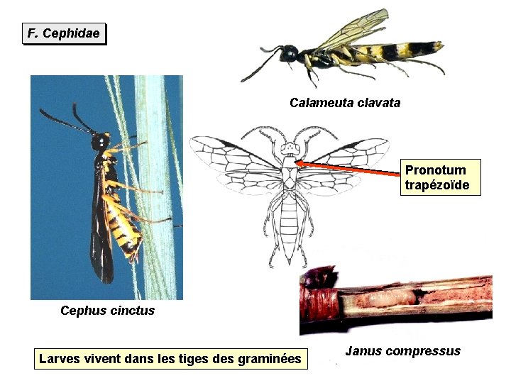 F. Cephidae Calameuta clavata Pronotum trapézoïde Cephus cinctus Larves vivent dans les tiges des