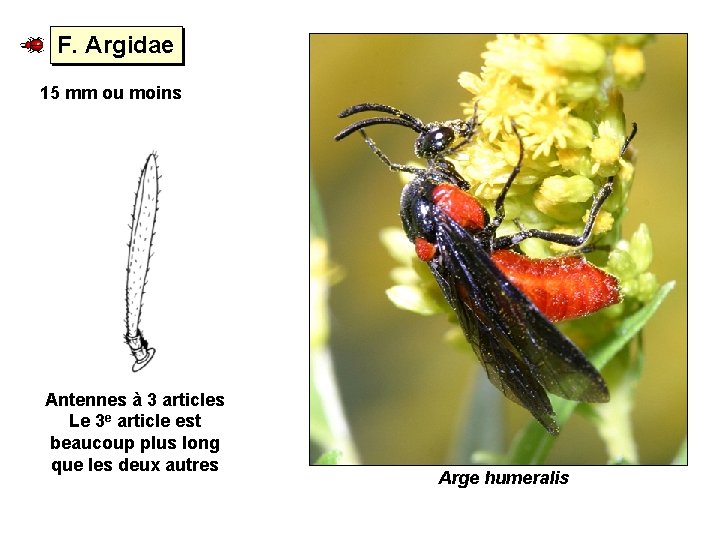 F. Argidae 15 mm ou moins Antennes à 3 articles Le 3 e article