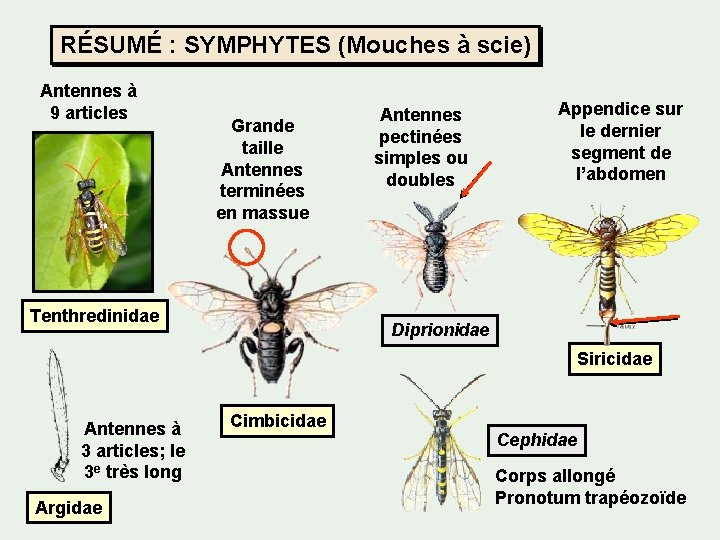 RÉSUMÉ : SYMPHYTES (Mouches à scie) Antennes à 9 articles Grande taille Antennes terminées