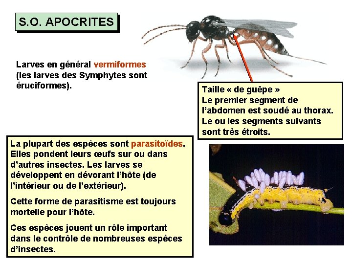 S. O. APOCRITES Larves en général vermiformes (les larves des Symphytes sont éruciformes). La