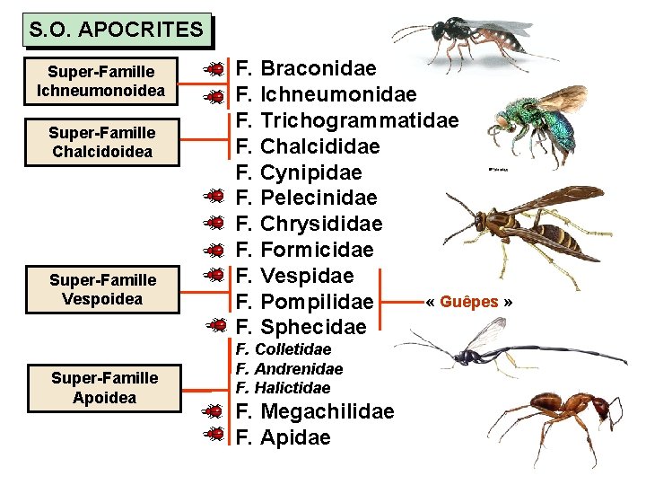 S. O. APOCRITES Super-Famille Ichneumonoidea Super-Famille Chalcidoidea Super-Famille Vespoidea Super-Famille Apoidea F. Braconidae F.