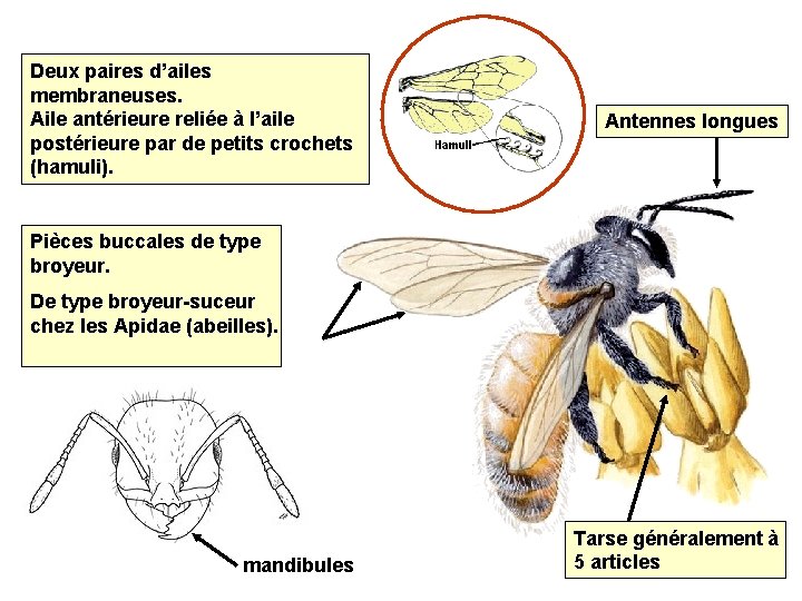 Deux paires d’ailes membraneuses. Aile antérieure reliée à l’aile postérieure par de petits crochets