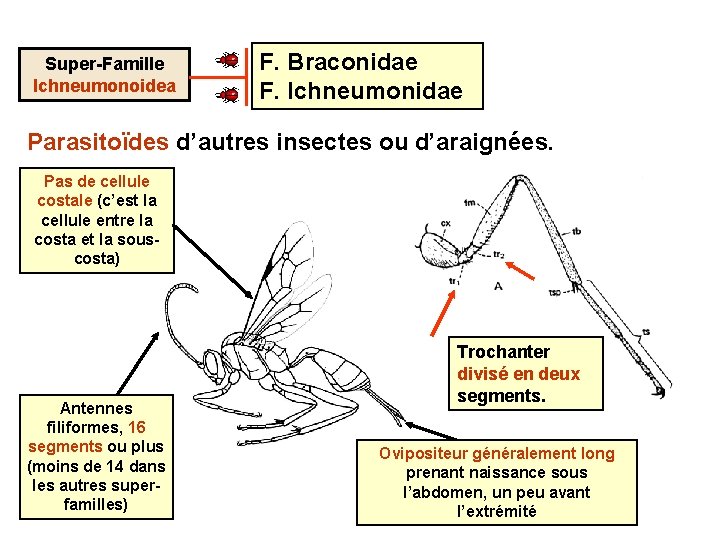 Super-Famille Ichneumonoidea F. Braconidae F. Ichneumonidae Parasitoïdes d’autres insectes ou d’araignées. Pas de cellule