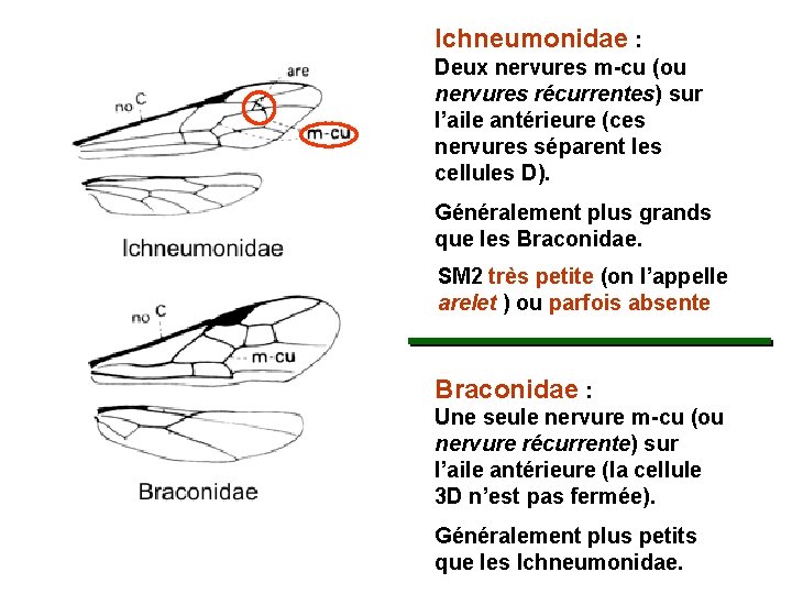 Ichneumonidae : Deux nervures m-cu (ou nervures récurrentes) sur l’aile antérieure (ces nervures séparent