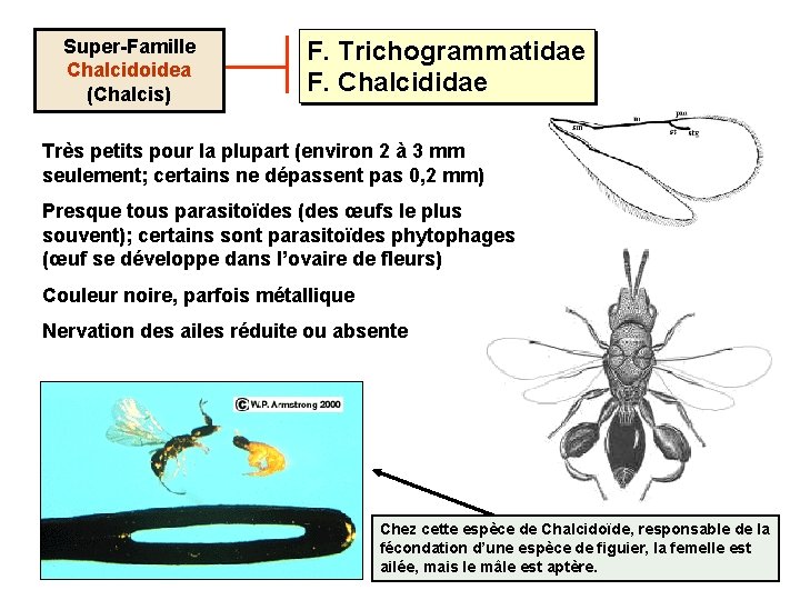 Super-Famille Chalcidoidea (Chalcis) F. Trichogrammatidae F. Chalcididae Très petits pour la plupart (environ 2