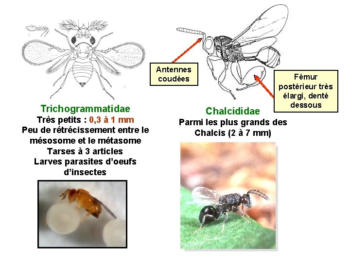 Antennes coudées Trichogrammatidae Très petits : 0, 3 à 1 mm Peu de rétrécissement