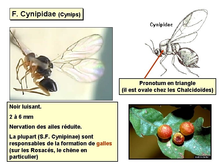 F. Cynipidae (Cynips) Pronotum en triangle (il est ovale chez les Chalcidoïdes) Noir luisant.