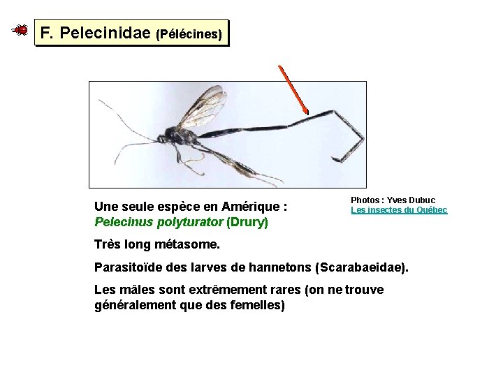 F. Pelecinidae (Pélécines) Une seule espèce en Amérique : Pelecinus polyturator (Drury) Photos :