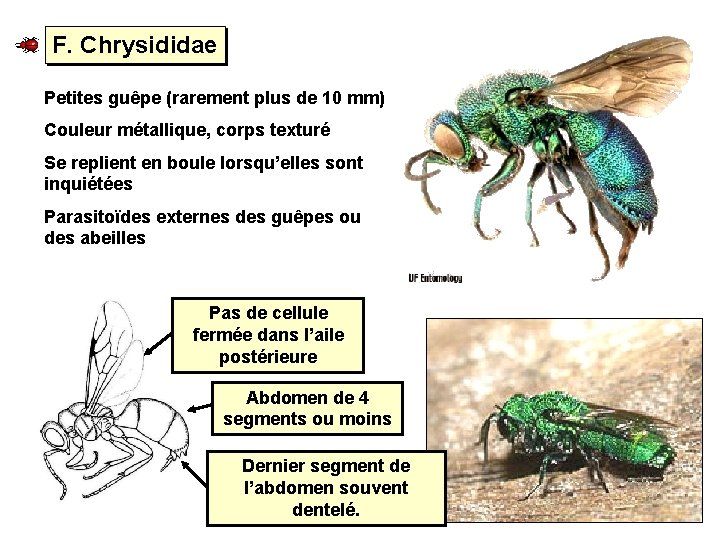 F. Chrysididae Petites guêpe (rarement plus de 10 mm) Couleur métallique, corps texturé Se