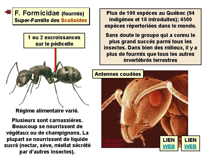 F. Formicidae (fourmis) Super-Famille des Scolioïdes 1 ou 2 excroissances sur le pédicelle Plus