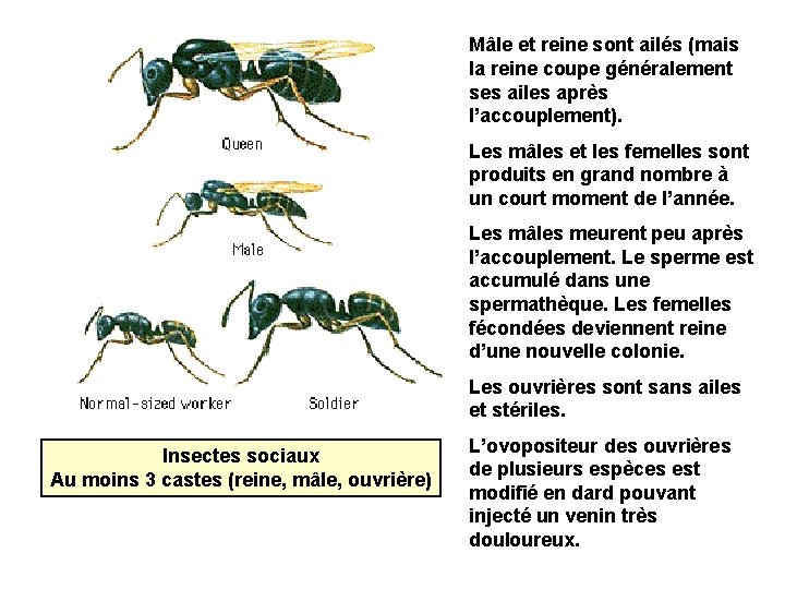 Mâle et reine sont ailés (mais la reine coupe généralement ses ailes après l’accouplement).