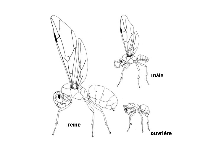 mâle reine ouvrière 