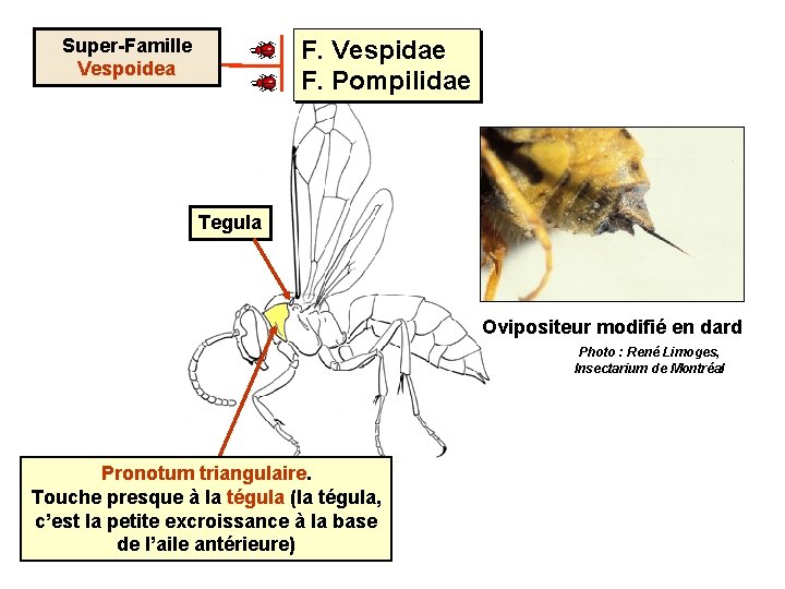 Super-Famille Vespoidea F. Vespidae F. Pompilidae Tegula Ovipositeur modifié en dard Photo : René