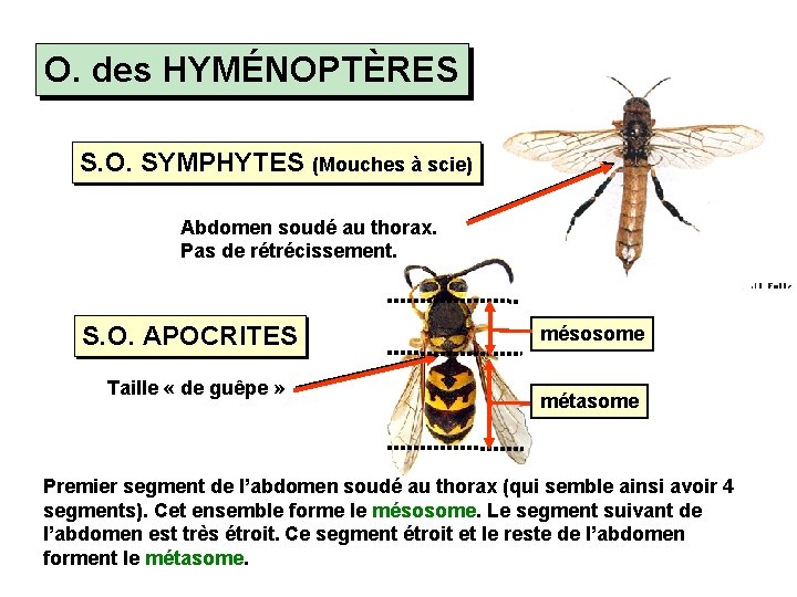O. des HYMÉNOPTÈRES S. O. SYMPHYTES (Mouches à scie) Abdomen soudé au thorax. Pas