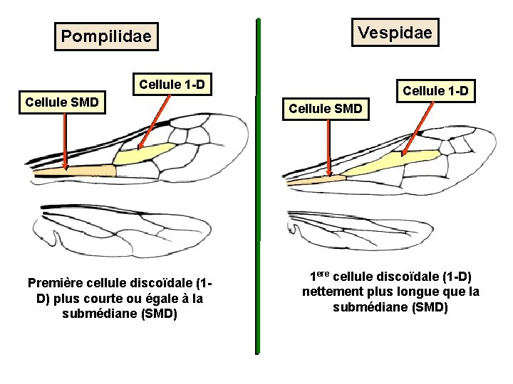 Pompilidae Vespidae Cellule 1 -D Cellule SMD Première cellule discoïdale (1 D) plus courte
