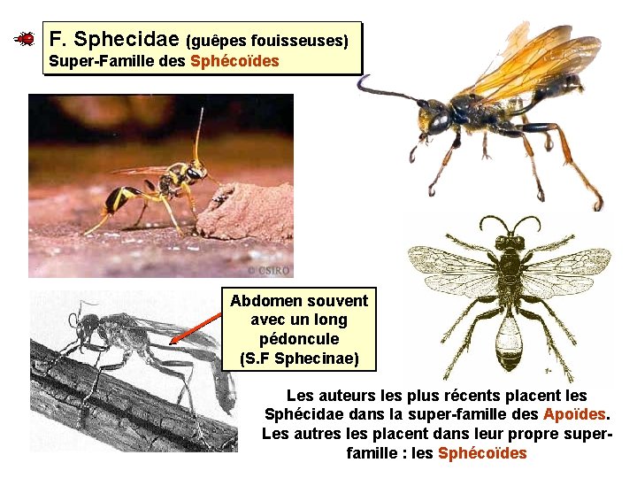 F. Sphecidae (guêpes fouisseuses) Super-Famille des Sphécoïdes Abdomen souvent avec un long pédoncule (S.