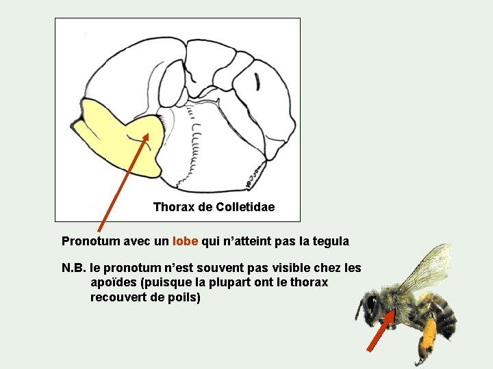 Thorax de Colletidae Pronotum avec un lobe qui n’atteint pas la tegula N. B.