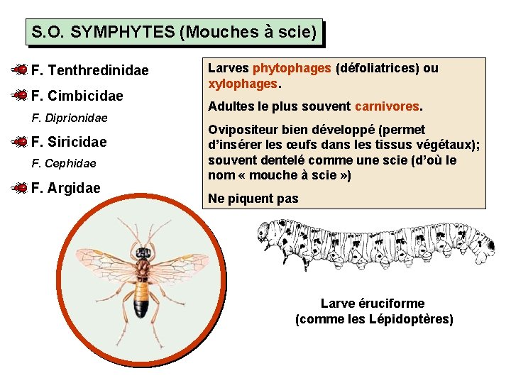 S. O. SYMPHYTES (Mouches à scie) F. Tenthredinidae F. Cimbicidae F. Diprionidae F. Siricidae