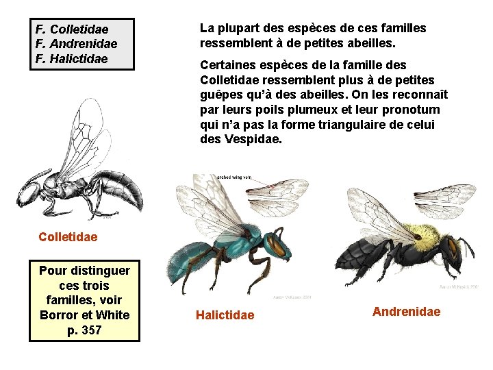 F. Colletidae F. Andrenidae F. Halictidae La plupart des espèces de ces familles ressemblent