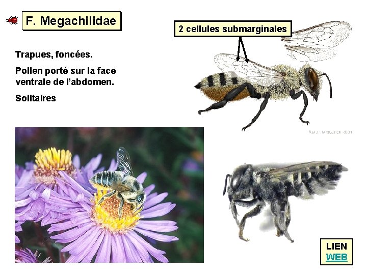 F. Megachilidae 2 cellules submarginales Trapues, foncées. Pollen porté sur la face ventrale de