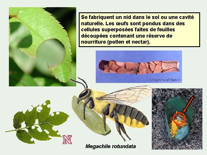 Se fabriquent un nid dans le sol ou une cavité naturelle. Les œufs sont