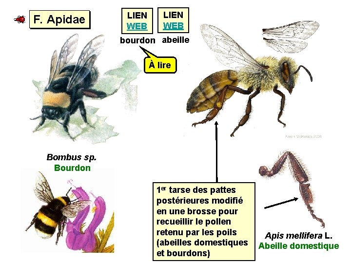 F. Apidae LIEN WEB bourdon abeille À lire Bombus sp. Bourdon 1 er tarse