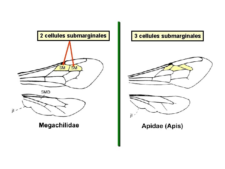 2 cellules submarginales 3 cellules submarginales 