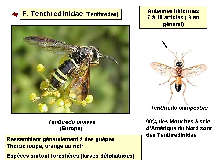 F. Tenthredinidae (Tenthrèdes) Antennes filiformes 7 à 10 articles ( 9 en général) Tenthredo