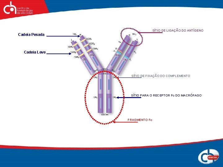 SÍTIO DE LIGAÇÃO DO ANTÍGENO Cadeia Pesada Cadeia Leve SÍTIO DE FIXAÇÃO DO COMPLEMENTO