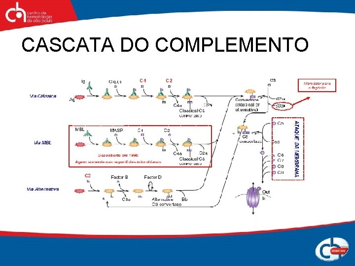 CASCATA DO COMPLEMENTO 