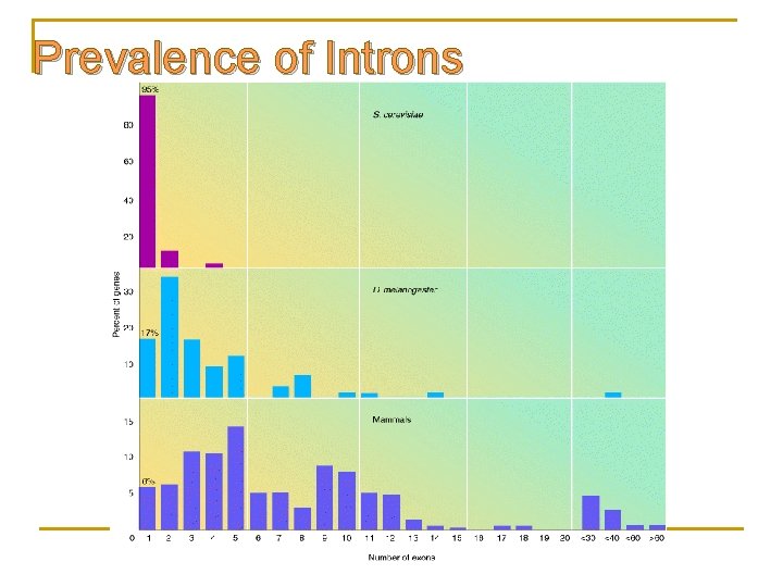 Prevalence of Introns 