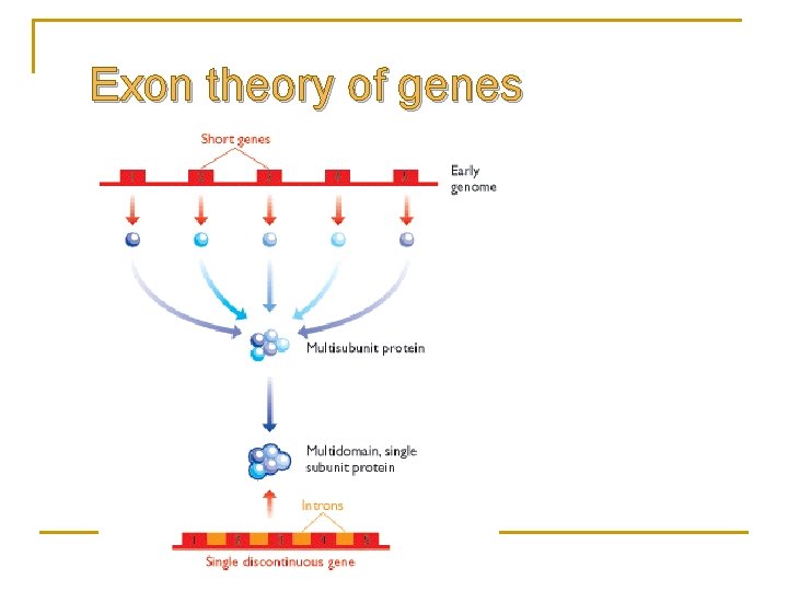 Exon theory of genes 