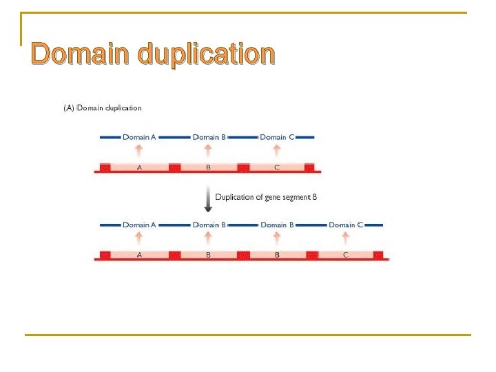 Domain duplication 