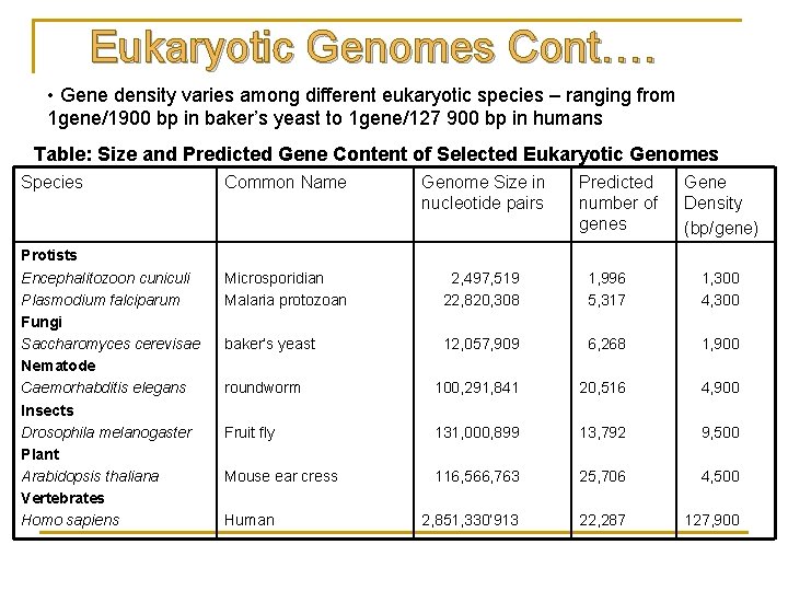 Eukaryotic Genomes Cont…. • Gene density varies among different eukaryotic species – ranging from