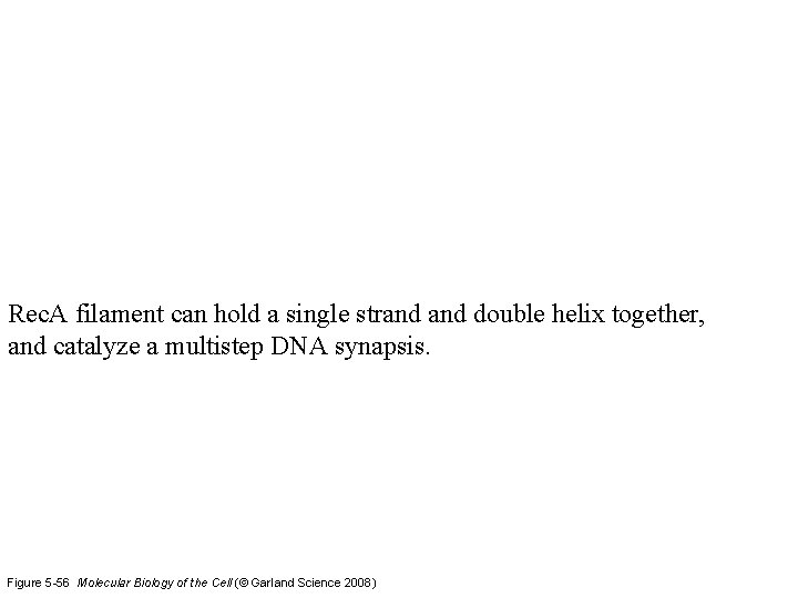 Rec. A filament can hold a single strand double helix together, and catalyze a