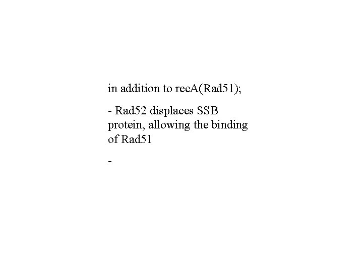 in addition to rec. A(Rad 51); - Rad 52 displaces SSB protein, allowing the