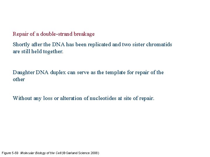 Repair of a double-strand breakage Shortly after the DNA has been replicated and two