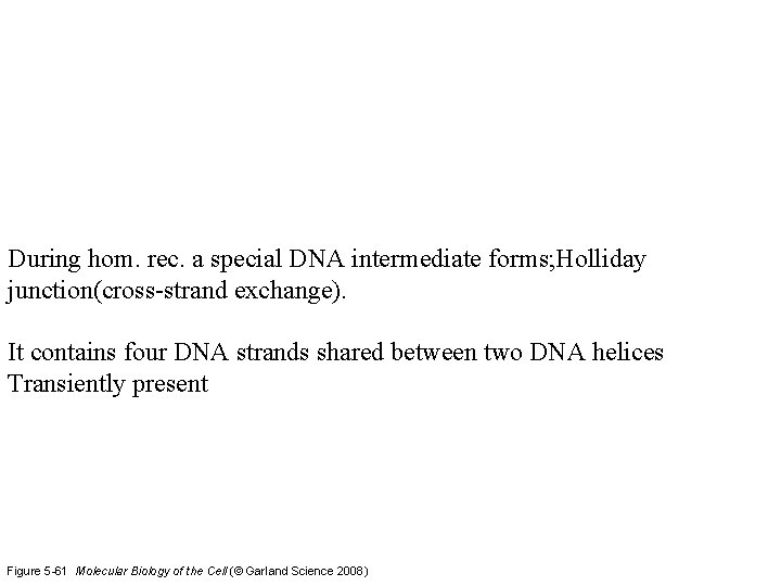 During hom. rec. a special DNA intermediate forms; Holliday junction(cross-strand exchange). It contains four