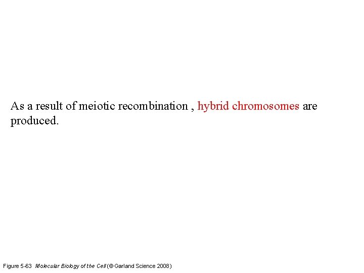 As a result of meiotic recombination , hybrid chromosomes are produced. Figure 5 -63