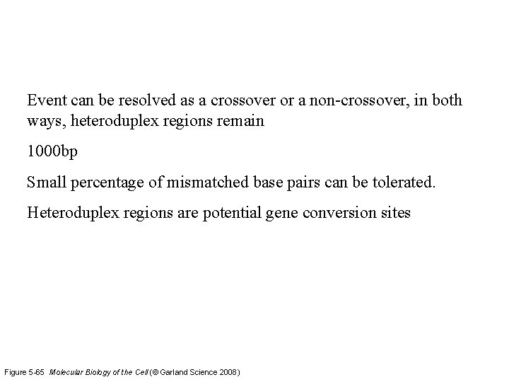 Event can be resolved as a crossover or a non-crossover, in both ways, heteroduplex