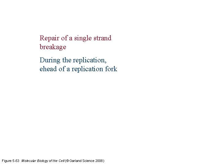 Repair of a single strand breakage During the replication, ehead of a replication fork