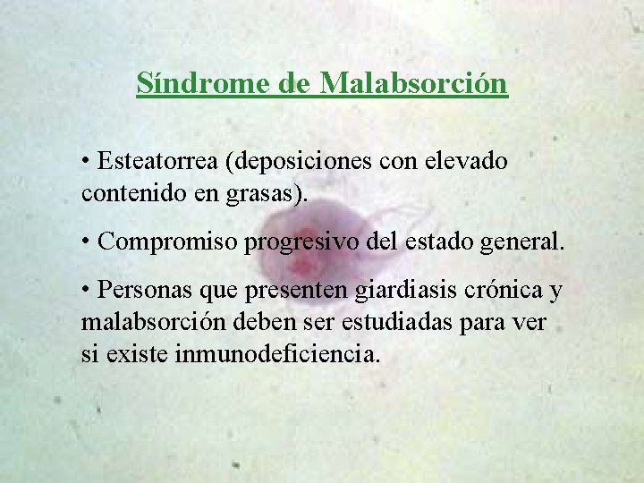 Síndrome de Malabsorción • Esteatorrea (deposiciones con elevado contenido en grasas). • Compromiso progresivo