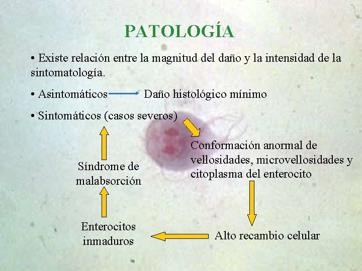 PATOLOGÍA • Existe relación entre la magnitud del daño y la intensidad de la