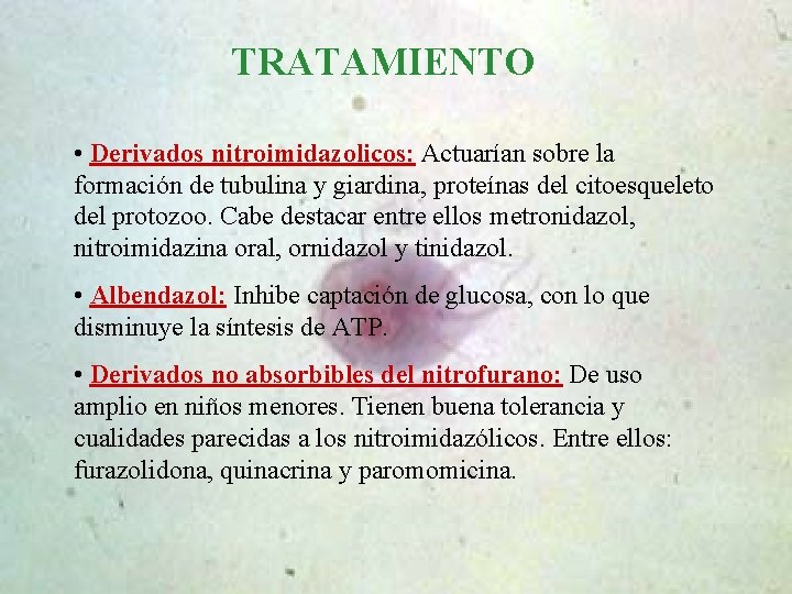 TRATAMIENTO • Derivados nitroimidazolicos: Actuarían sobre la formación de tubulina y giardina, proteínas del