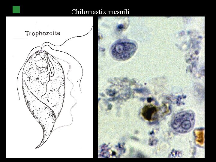 Chilomastix mesnili 