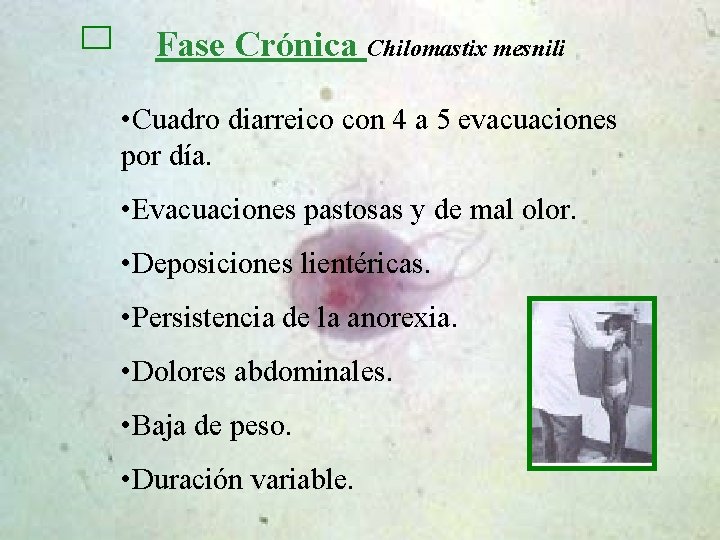 Fase Crónica Chilomastix mesnili • Cuadro diarreico con 4 a 5 evacuaciones por día.